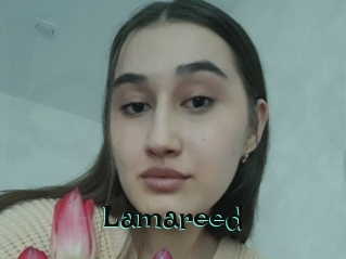 Lamareed