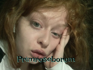 Primroseborom